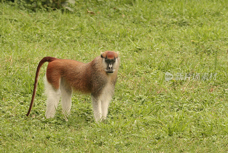 Patas Monkey male